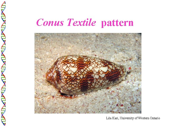 Conus Textile pattern Lila Kari, University of Western Ontario 