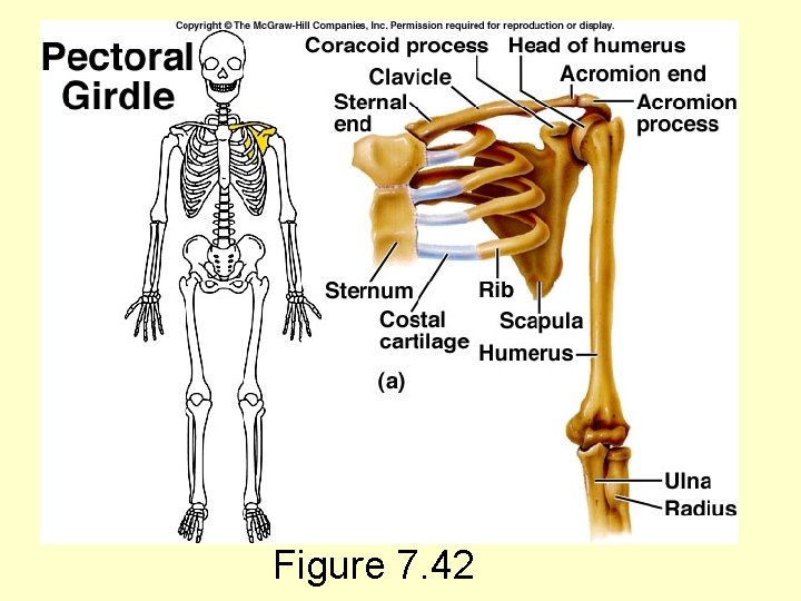 Figure 7. 42 