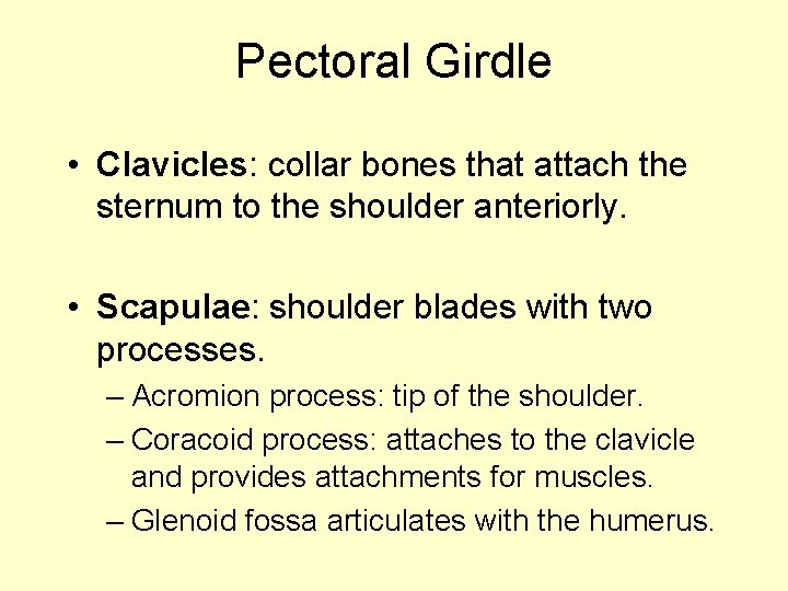 Pectoral Girdle • Clavicles: collar bones that attach the sternum to the shoulder anteriorly.