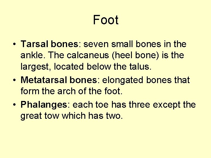 Foot • Tarsal bones: seven small bones in the ankle. The calcaneus (heel bone)