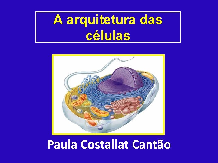A arquitetura das células Paula Costallat Cantão 