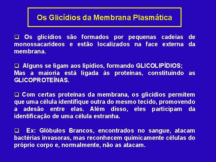 Os Glicídios da Membrana Plasmática q Os glicídios são formados por pequenas cadeias de