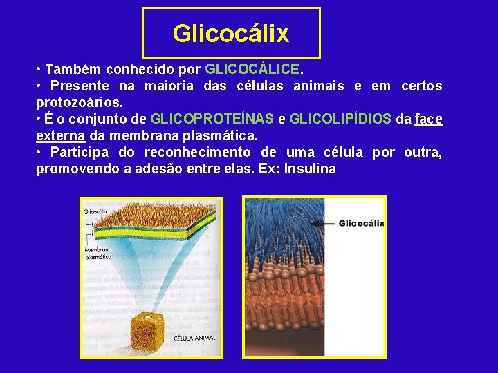 Glicocálix • Também conhecido por GLICOCÁLICE. • Presente na maioria das células animais e