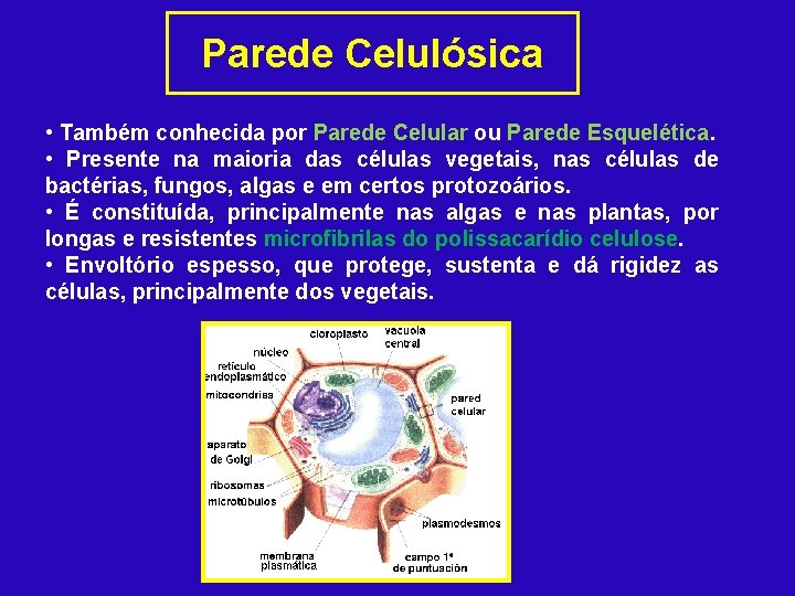 Parede Celulósica • Também conhecida por Parede Celular ou Parede Esquelética. • Presente na