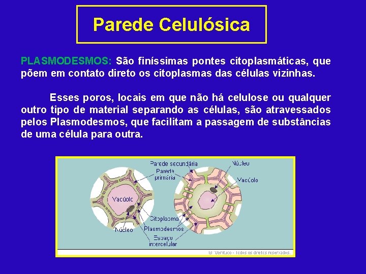 Parede Celulósica PLASMODESMOS: São finíssimas pontes citoplasmáticas, que põem em contato direto os citoplasmas