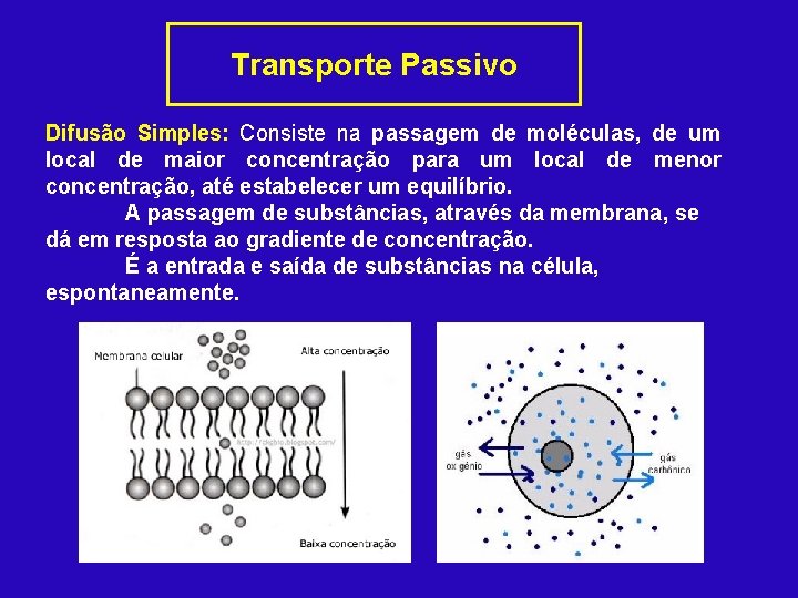 Transporte Passivo Difusão Simples: Consiste na passagem de moléculas, de um local de maior