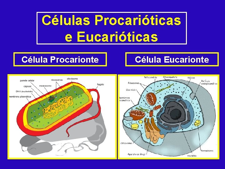 Células Procarióticas e Eucarióticas Célula Procarionte Célula Eucarionte 