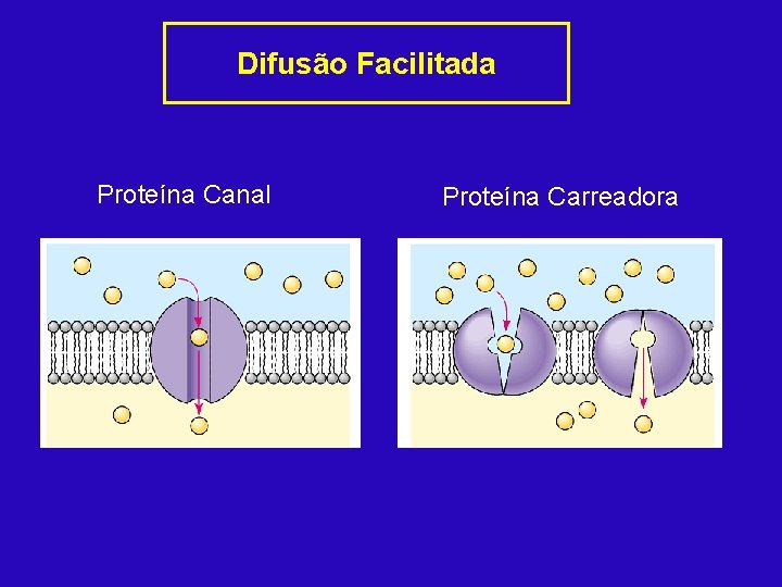 Difusão Facilitada Proteína Canal Proteína Carreadora 