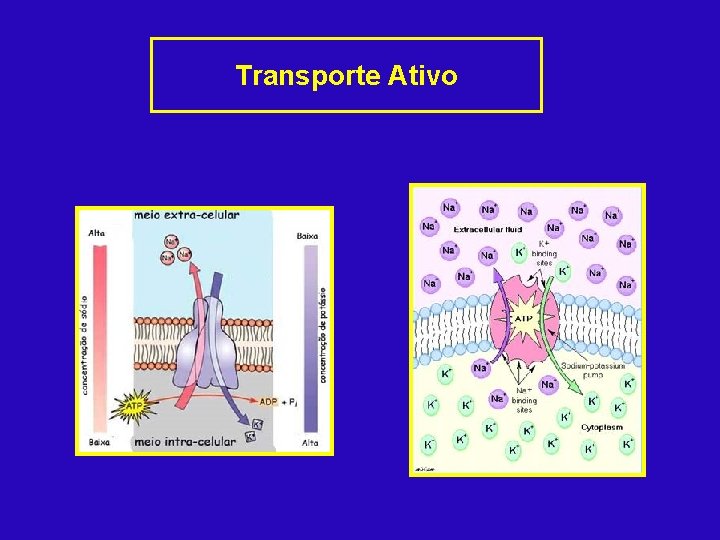 Transporte Ativo 