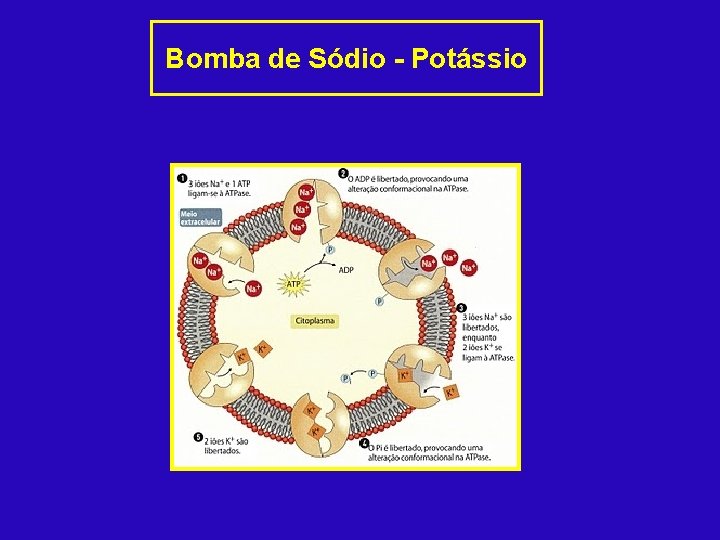 Bomba de Sódio - Potássio 