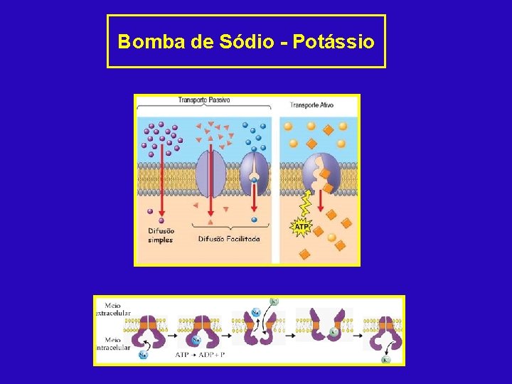 Bomba de Sódio - Potássio 
