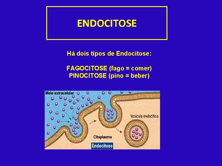 ENDOCITOSE Há dois tipos de Endocitose: FAGOCITOSE (fago = comer) PINOCITOSE (pino = beber)