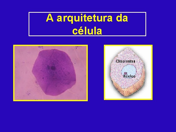 A arquitetura da célula 
