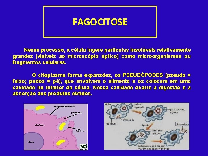 FAGOCITOSE Nesse processo, a célula ingere partículas insolúveis relativamente grandes (visíveis ao microscópio óptico)