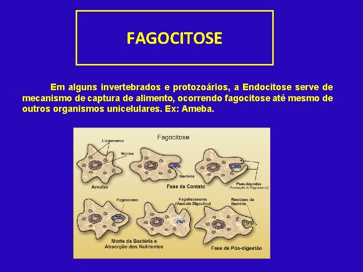 FAGOCITOSE Em alguns invertebrados e protozoários, a Endocitose serve de mecanismo de captura de