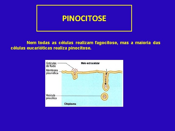 PINOCITOSE Nem todas as células realizam fagocitose, mas a maioria das células eucarióticas realiza