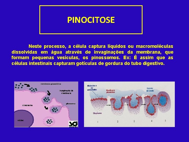 PINOCITOSE Neste processo, a célula captura líquidos ou macromoléculas dissolvidas em água através de