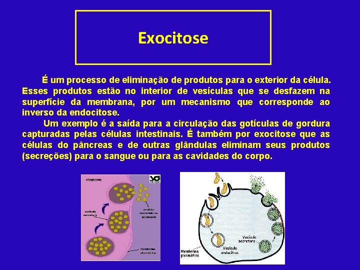 Exocitose É um processo de eliminação de produtos para o exterior da célula. Esses