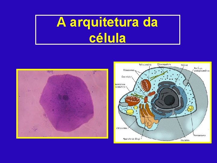 A arquitetura da célula 