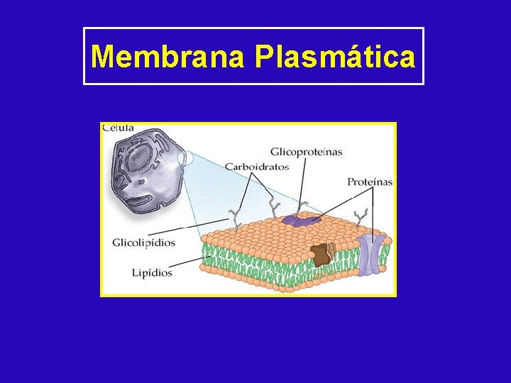 Membrana Plasmática 