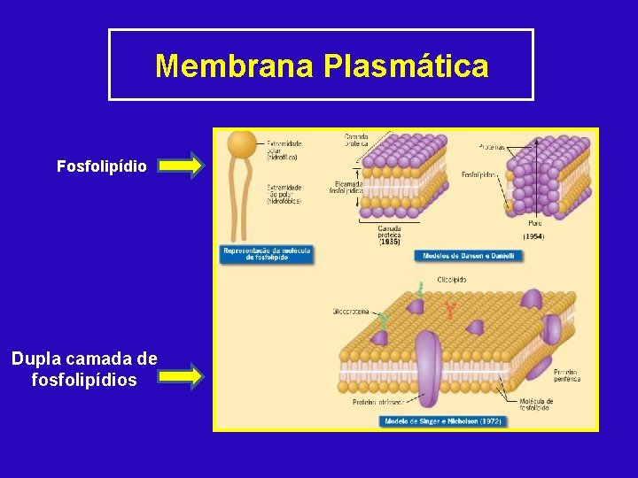 Membrana Plasmática Fosfolipídio Dupla camada de fosfolipídios 