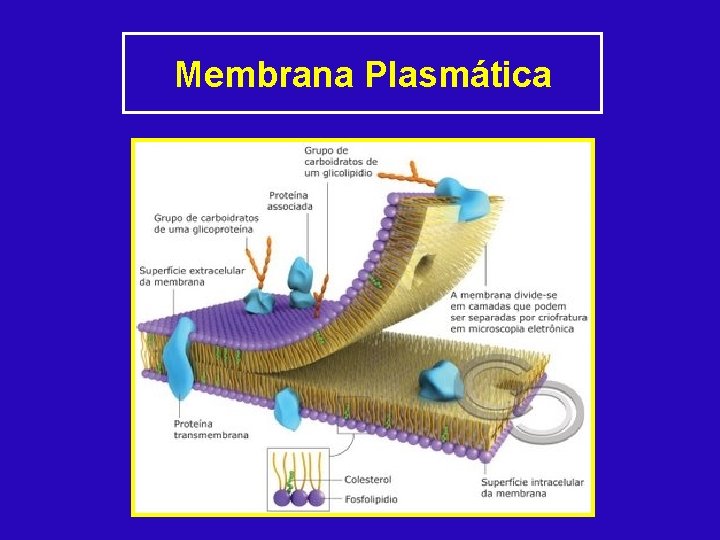 Membrana Plasmática 