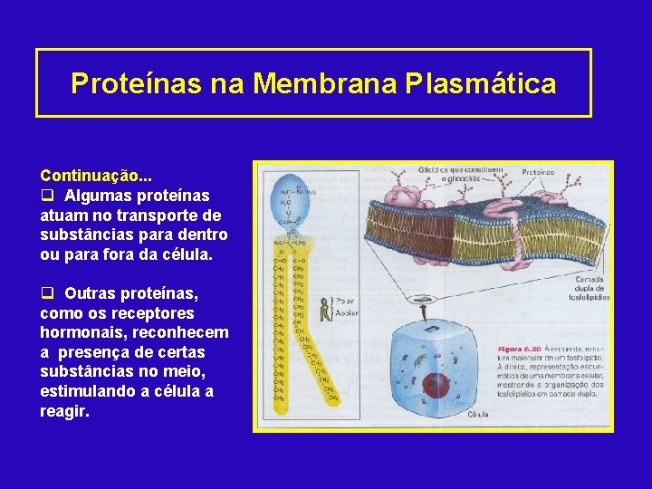 Proteínas na Membrana Plasmática Continuação. . . q Algumas proteínas atuam no transporte de