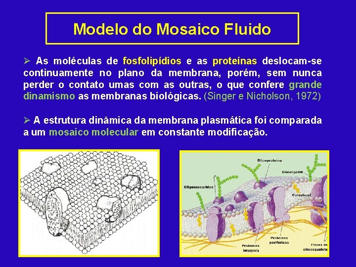 Modelo do Mosaico Fluido Ø As moléculas de fosfolipídios e as proteínas deslocam-se continuamente