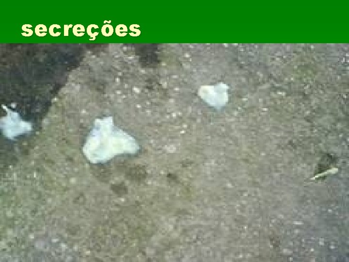 secreções 