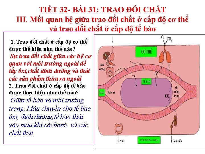 TIẾT 32 - BÀI 31: TRAO ĐỔI CHẤT III. Mối quan hệ giữa trao