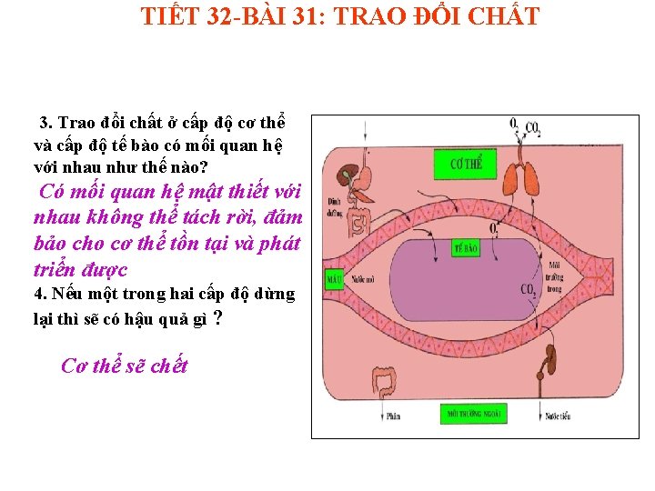 TIẾT 32 -BÀI 31: TRAO ĐỔI CHẤT 3. Trao đổi chất ở cấp độ