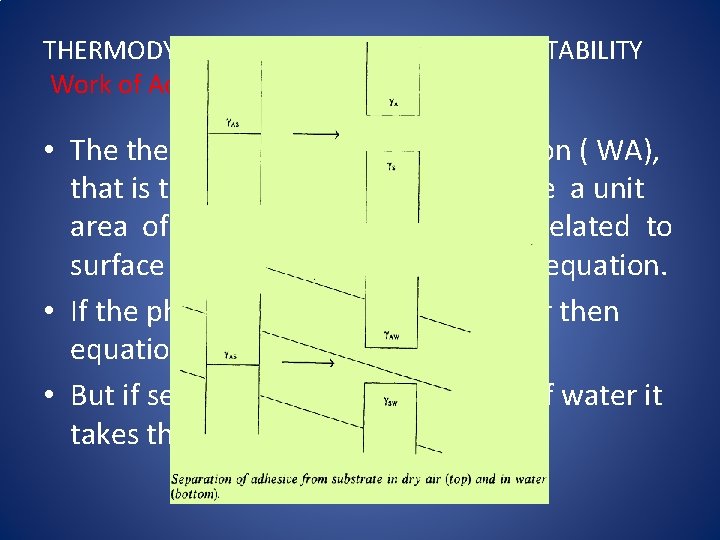 THERMODYNAMIC PREDICTIONS OF JOINT STABILITY Work of Adhesion • The thermodynamic work of adhesion