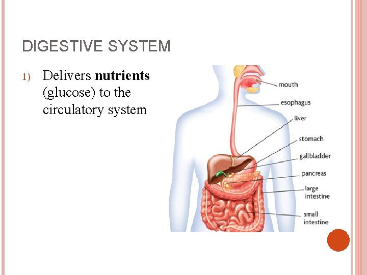 DIGESTIVE SYSTEM 1) Delivers nutrients (glucose) to the circulatory system 