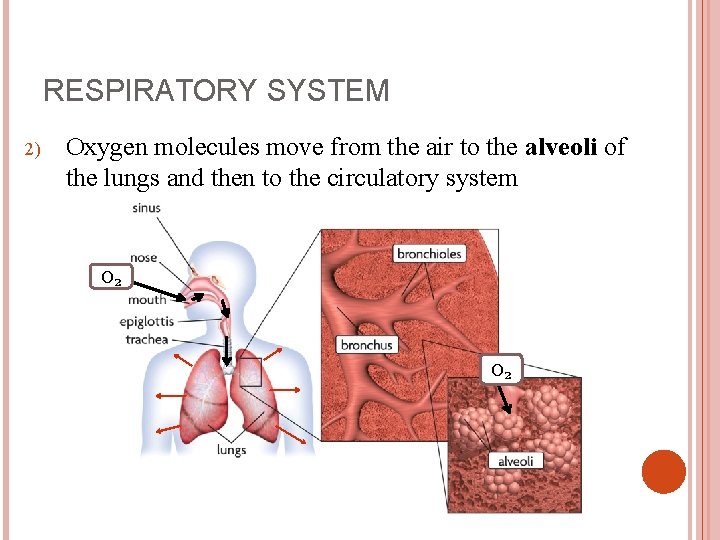RESPIRATORY SYSTEM 2) Oxygen molecules move from the air to the alveoli of the