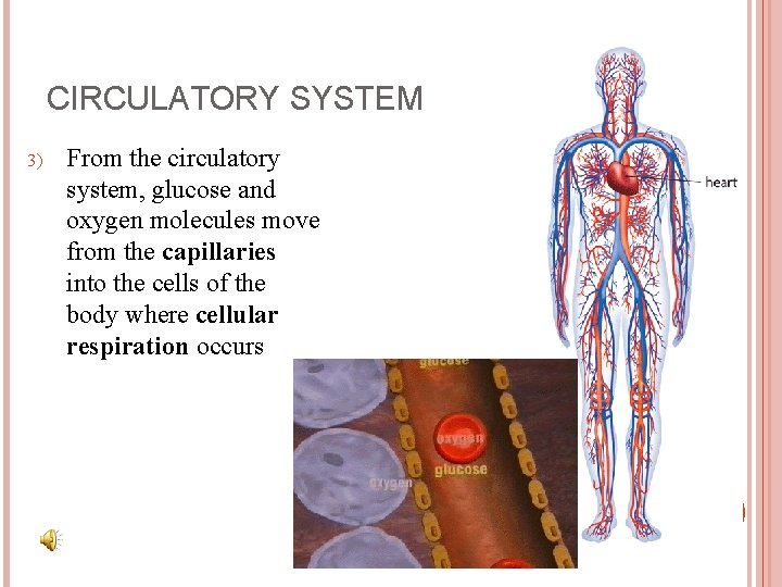 CIRCULATORY SYSTEM 3) From the circulatory system, glucose and oxygen molecules move from the