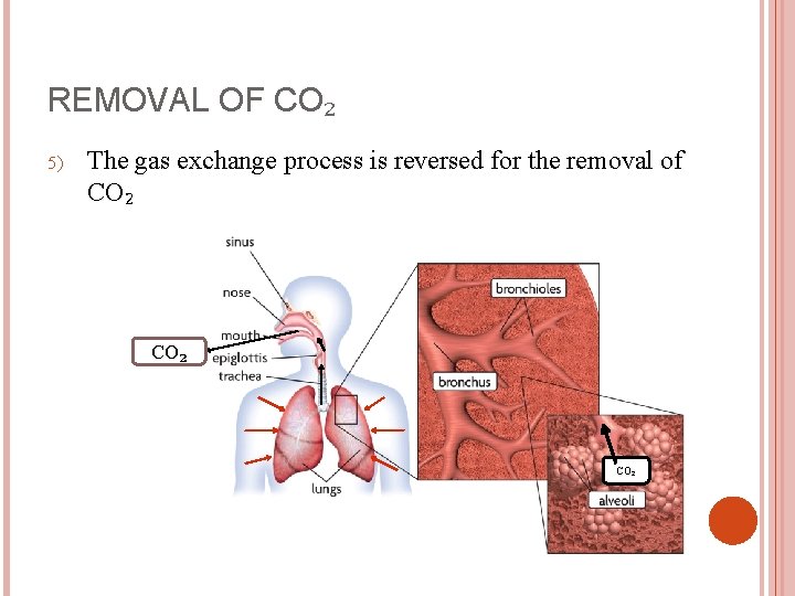 REMOVAL OF CO₂ 5) The gas exchange process is reversed for the removal of