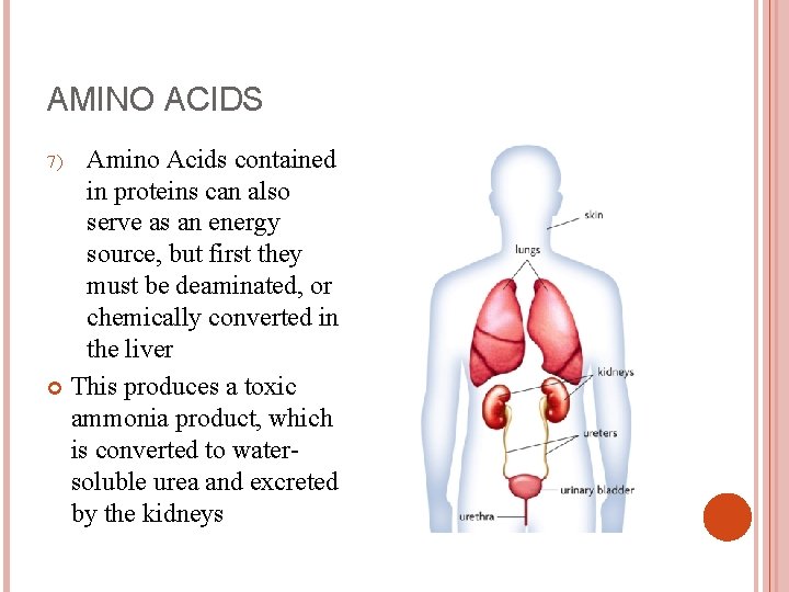 AMINO ACIDS Amino Acids contained in proteins can also serve as an energy source,