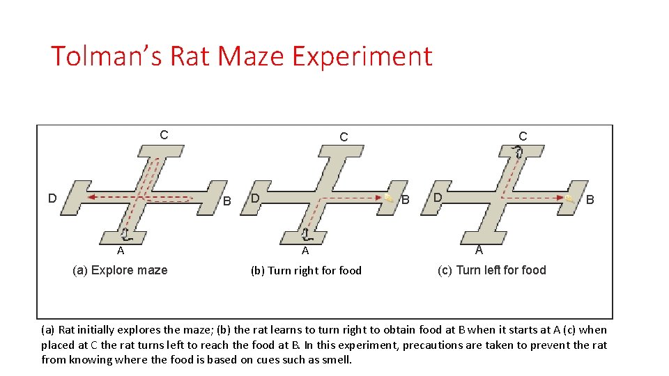 Tolman’s Rat Maze Experiment C D C C B D B A A (a)