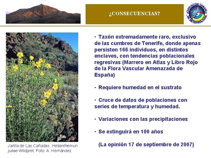 ¿CONSECUENCIAS? • Taxón extremadamente raro, exclusivo de las cumbres de Tenerife, donde apenas persisten