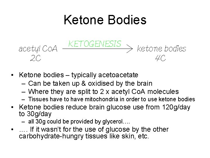 Ketone Bodies • Ketone bodies – typically acetoacetate – Can be taken up &