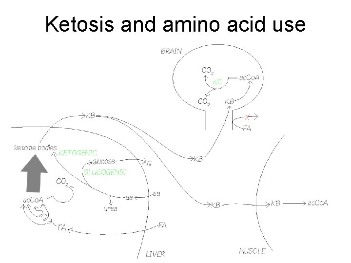 Ketosis and amino acid use 