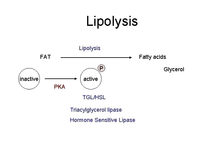 Lipolysis FAT Fatty acids P inactive PKA TGL/HSL Triacylglycerol lipase Hormone Sensitive Lipase Glycerol