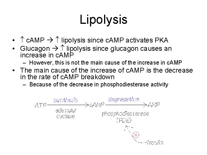 Lipolysis • c. AMP lipolysis since c. AMP activates PKA • Glucagon lipolysis since