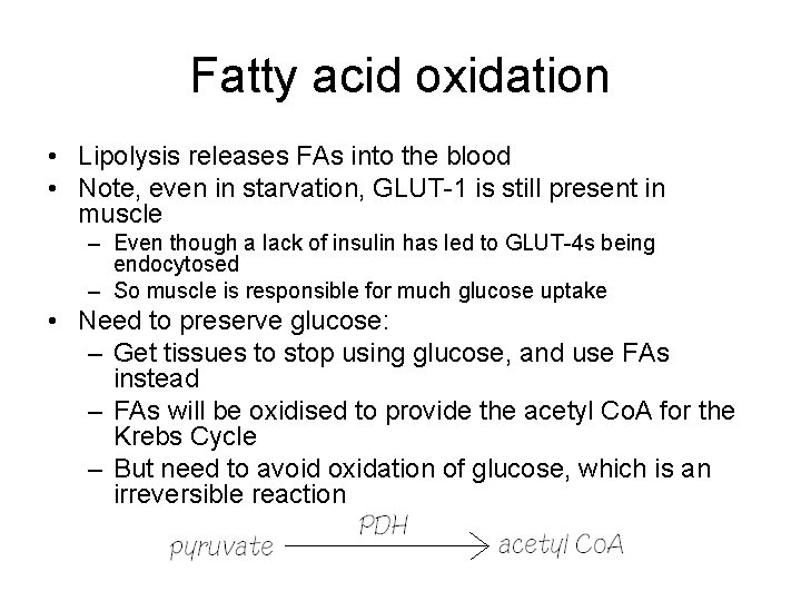 Fatty acid oxidation • Lipolysis releases FAs into the blood • Note, even in