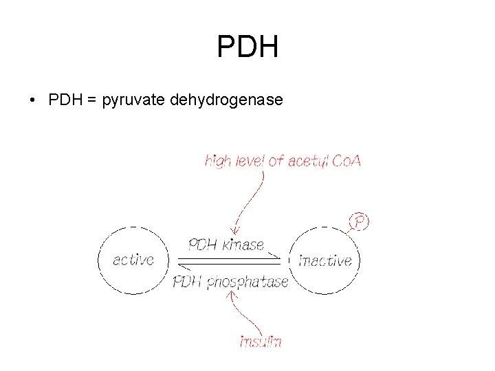 PDH • PDH = pyruvate dehydrogenase 