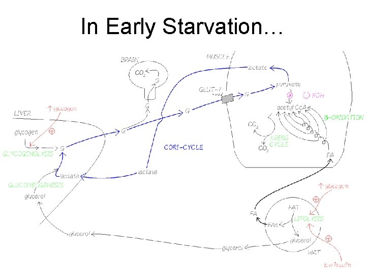 In Early Starvation… 