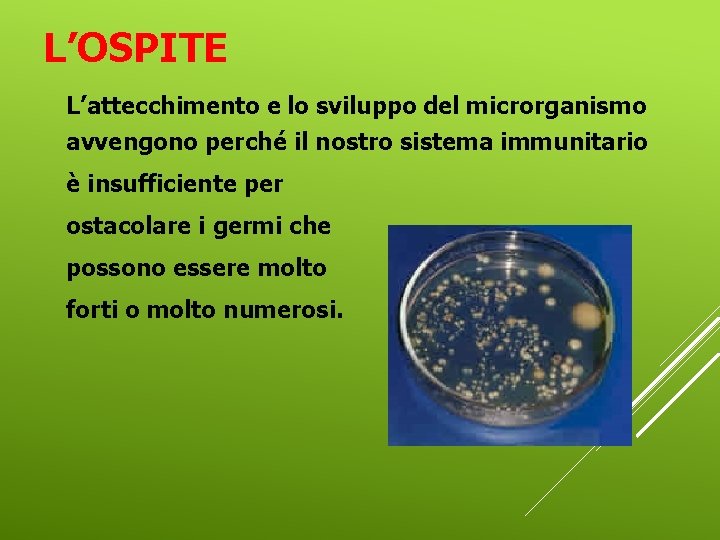 L’OSPITE L’attecchimento e lo sviluppo del microrganismo avvengono perché il nostro sistema immunitario è