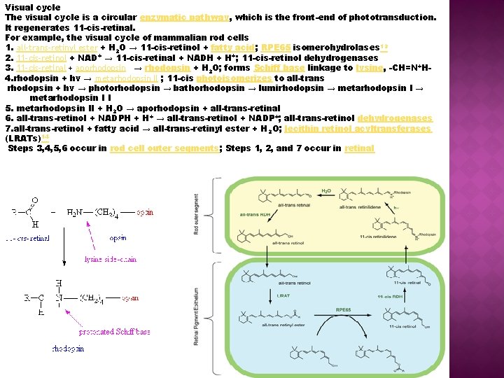 Visual cycle The visual cycle is a circular enzymatic pathway, which is the front-end