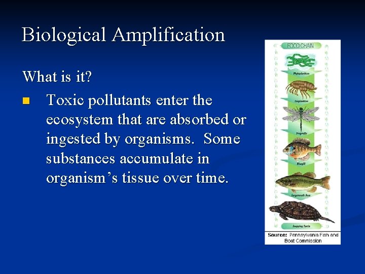 Biological Amplification What is it? n Toxic pollutants enter the ecosystem that are absorbed