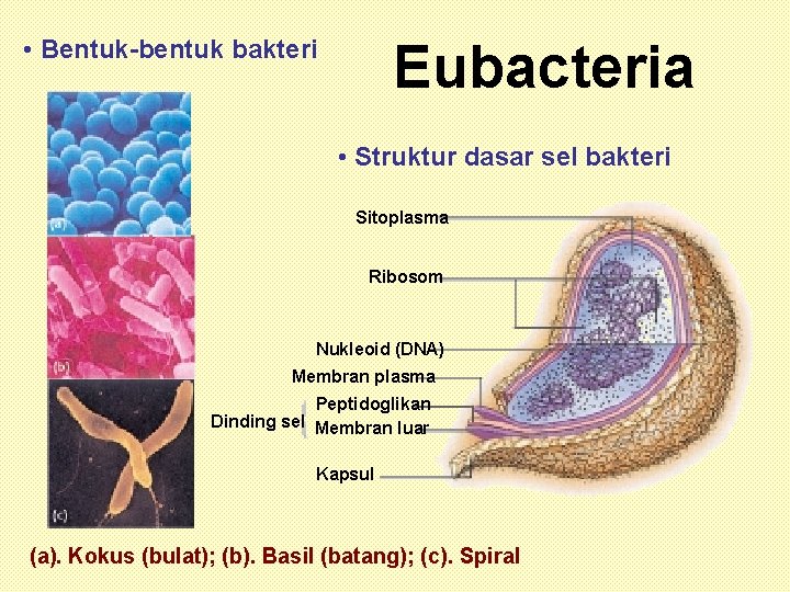  • Bentuk-bentuk bakteri Eubacteria • Struktur dasar sel bakteri Sitoplasma Ribosom Nukleoid (DNA)